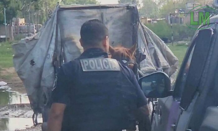 RESCATAN A UNA YEGUA PREÑADA QUE ERA EXPLOTADA EN QUILMES