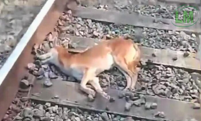 URGENTE: BUSCAN AYUDA PARA UN PERRO ANCIANO EMBESTIDO EN LAS VÍAS DEL TREN ROCA