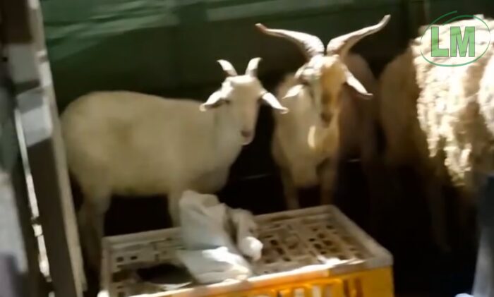 OPERATIVO EN QUILMES: RESCATAN A MÁS DE CUARENTA ANIMALES QUE IBAN A SER SACRIFICADOS