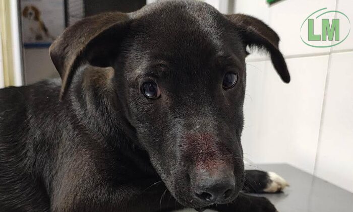 URGENTE BERAZATEGUI: CAMPAÑA SOLIDARIA PARA SALVAR LA PATA DE UN CACHORRO