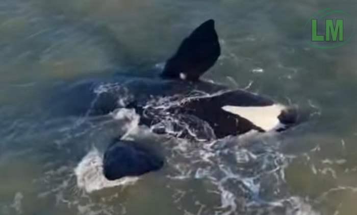AVISTAJE DE BALLENAS EN MAR DEL PLATA SORPRENDE A TURISTAS EN CABO CORRIENTES