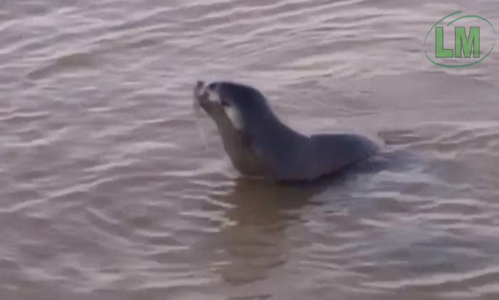 SORPRESA EN QUILMES POR LA APARICIÓN DE UN LOBO MARINO EN LA RIBERA DEL RÍO DE LA PLATA