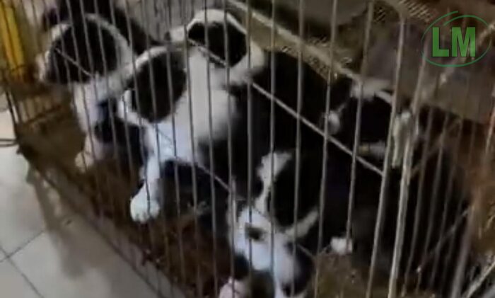 ALLANAMIENTO A CRIADERO ILEGAL DE PERROS EN BERAZATEGUI TERMINÓ CON ATAQUE A UN ACTIVISTA
