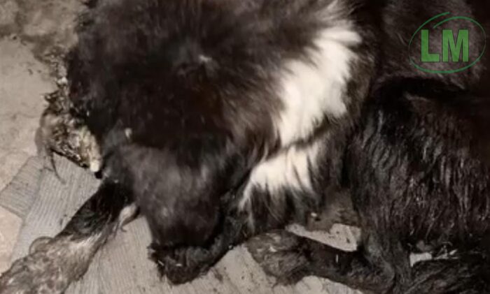 URGENTE CASO DE MALTRATO ANIMAL EN FLORENCIO VARELA: SOLICITAN AYUDA PARA AMOR