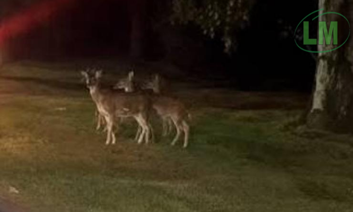 CIERVOS EN EL PARQUE PEREYRA: SORPRESIVO AVISTAMIENTO CERCA DEL ECAS