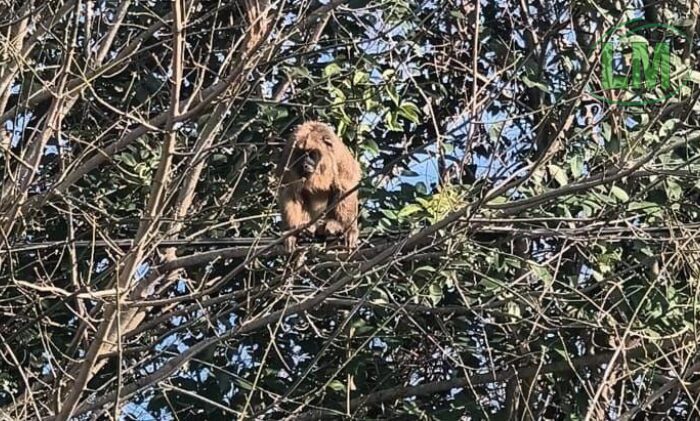 SORPRESA Y ASOMBRO EN BERAZATEGUI POR LA APARICIÓN DE MONOS CARAYÁ EN EL PARQUE PEREYRA IRAOLA