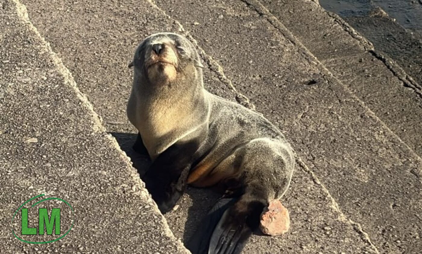 RESCATARON UN LOBO MARINO EN LA RIBERA DE QUILMES